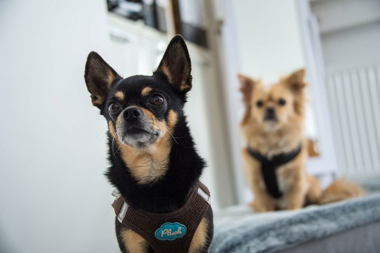 Joko & Amy — Unsere Therapiehunde